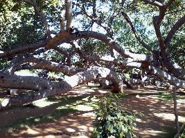 Pillalamarri / Big Banyan Tree